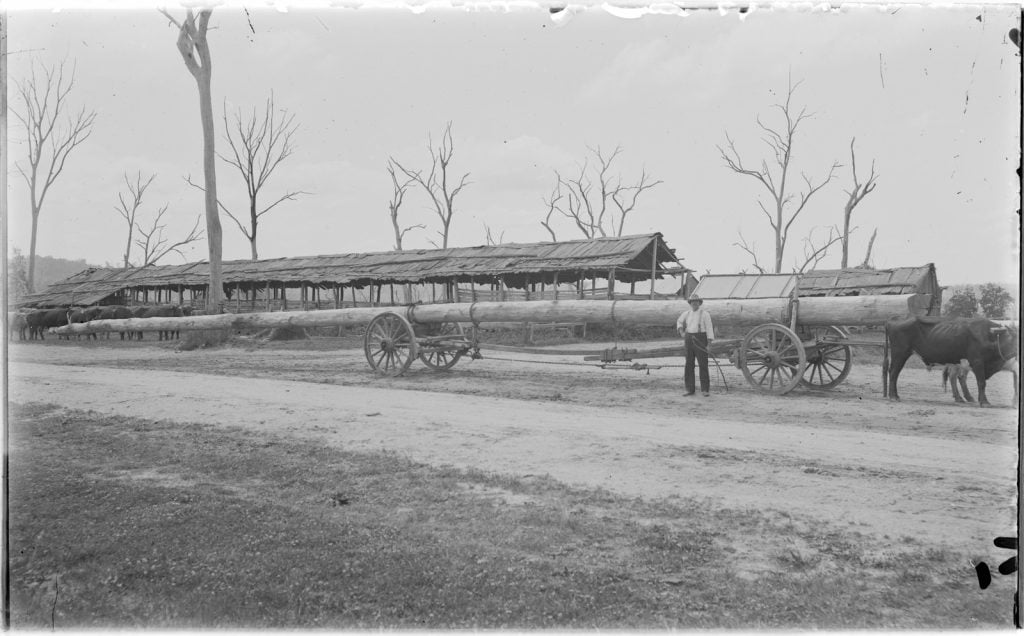 black and white photograph of a large long log on a bullock dray, a man beside, with an open sided shed and tall dead trees behind