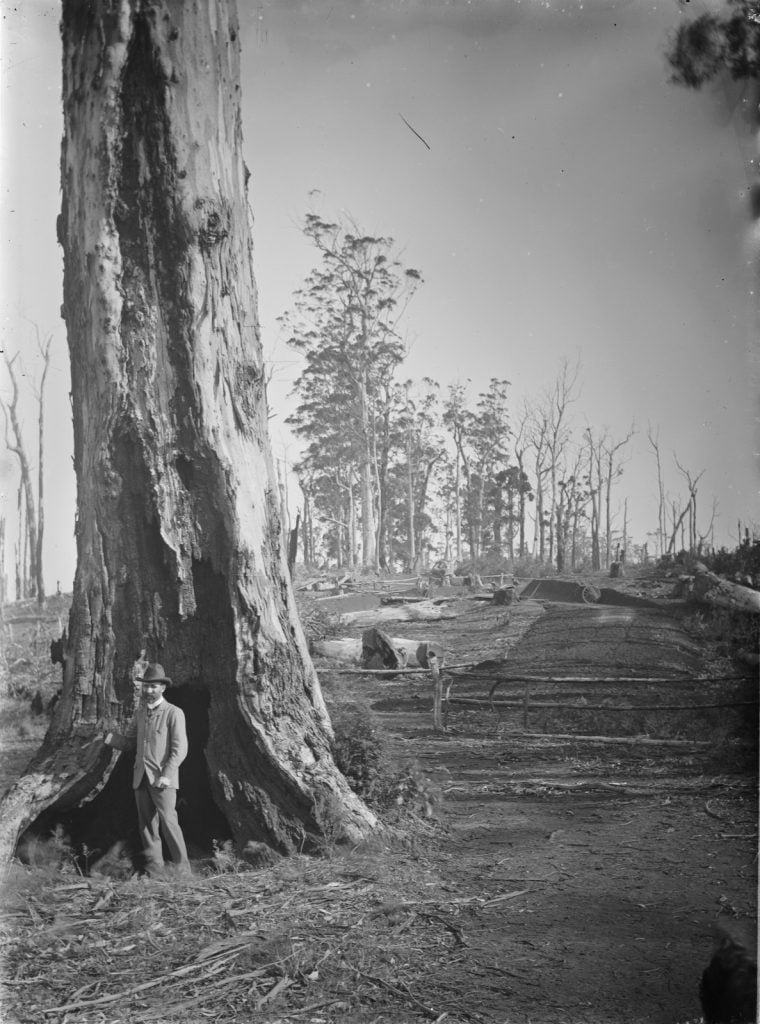 black and white photograph of a man standing in front of a tall dead tree, with a burnt base, cleared forest behind.