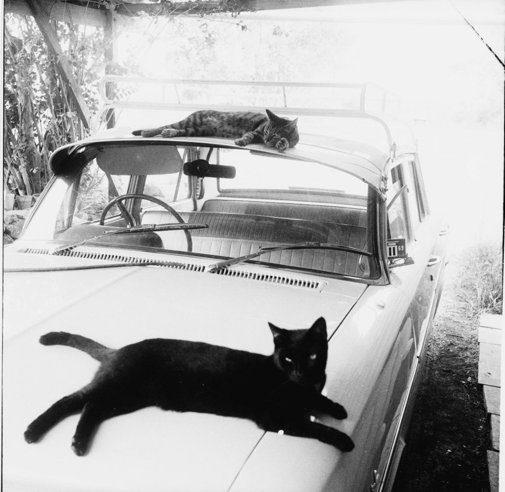 Two cats stretched on car bonnet