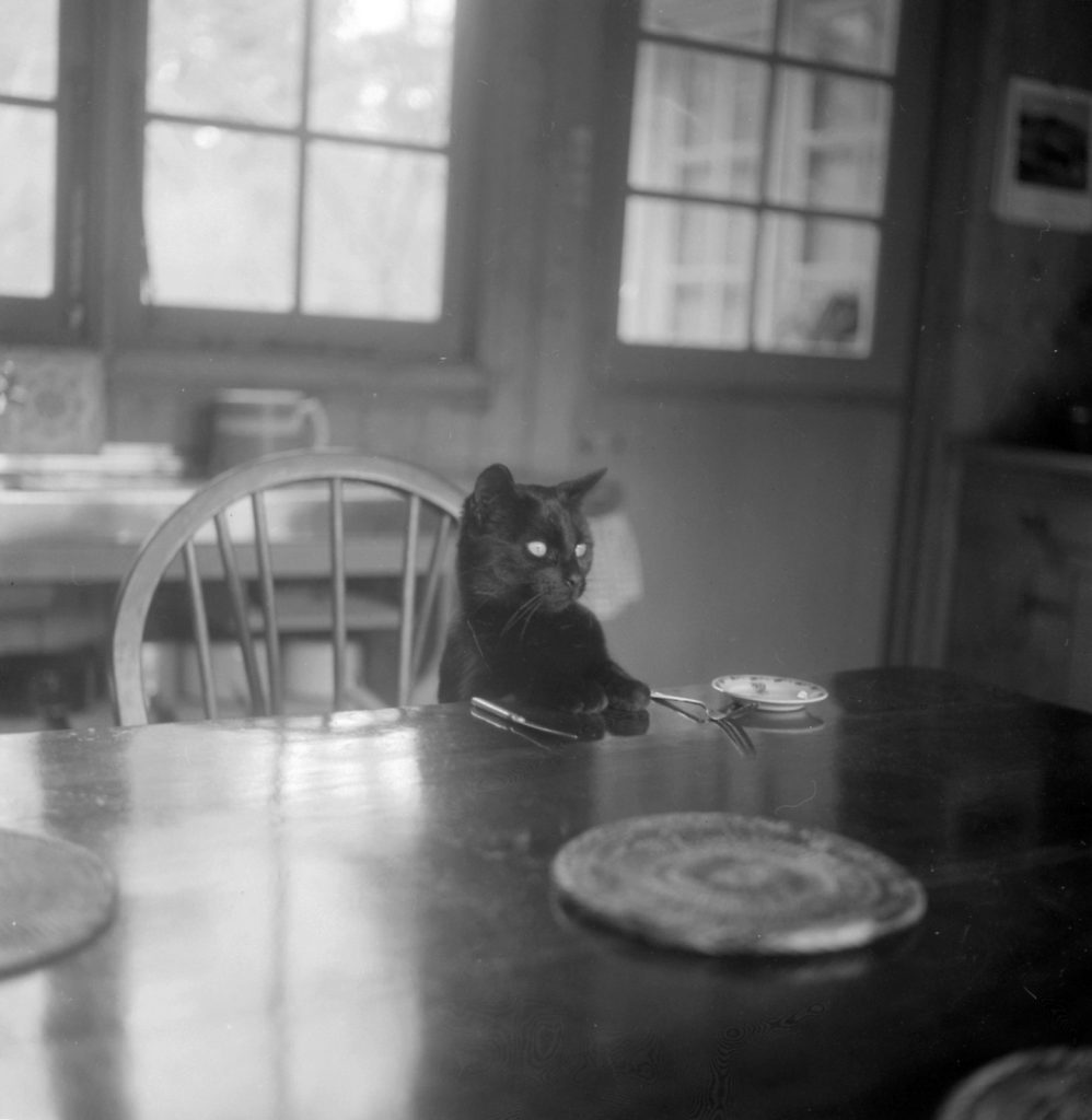 Black cat sitting at table