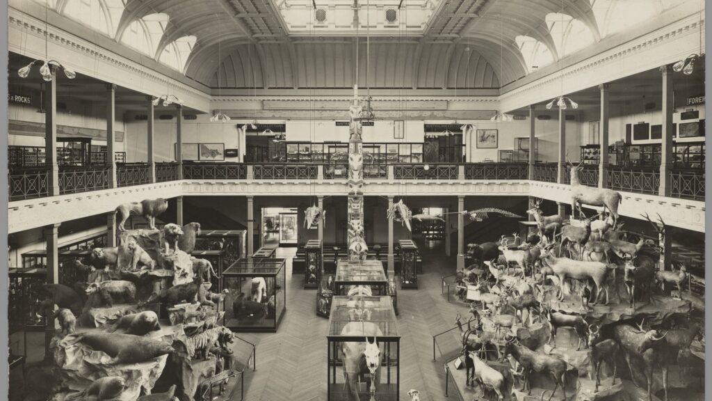 McCoy Hall Museum full of stuffed animals