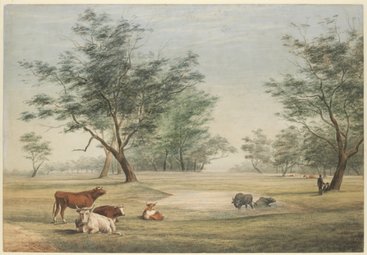 Painting of Royal Park, north paddock from 1871.